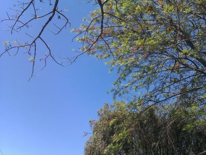 sky and tree (2011)