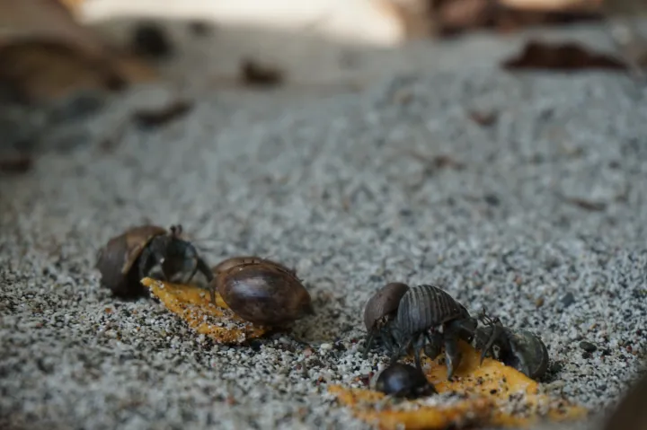 Manuel Antonio, photo 2 of 2