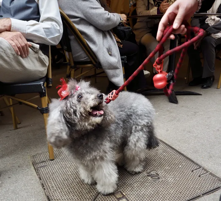 Dog wearing a hat (2026)