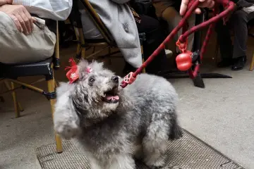 Barcelona Hat Walk